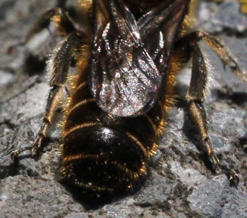 Réf. 220 626 : Hoplitis adunca